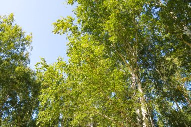 orman manzaralı aşağıdan gökyüzüne huş ağacı