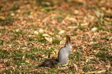 çimenlerin üzerinde sonbahar ormandaki sincap