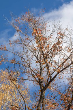 Sonbahar ağaç dalları göğe görüntüle