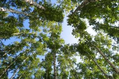 orman manzaralı aşağıdan gökyüzüne huş ağacı