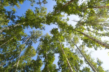 orman manzaralı aşağıdan gökyüzüne huş ağacı