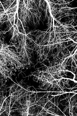 ağaç dalları siluet siyah arka plan üzerine beyaz