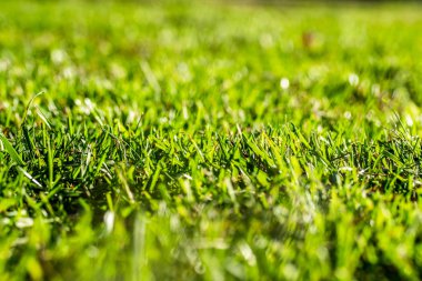 yeşil çim arka plan odak merkezi