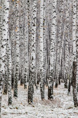 İlk kar huş ağacı orman manzara kış