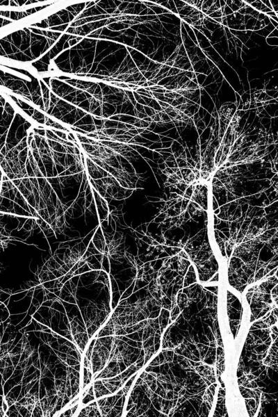 ağaç dalları siluet siyah arka plan üzerine beyaz