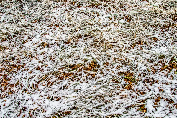 Hoog Groen Gras Sneeuw — Stockfoto