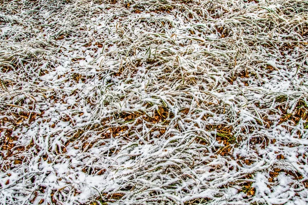 Herbe Verte Haute Dans Neige — Photo