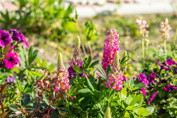 Lupinus çiçek yeşil yeşillik doğa ile parlak
