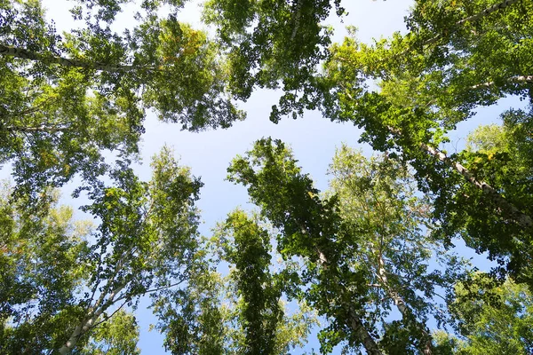Birch Forest View Sky — Stock Photo, Image