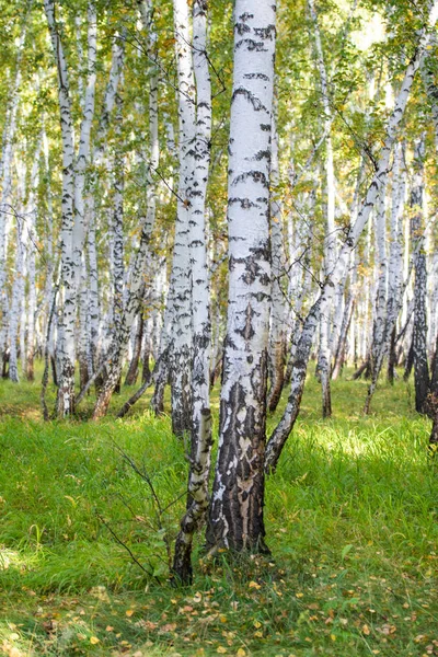 Yellow Birch Forest Late Autumn Nature Landscape — Stock Photo, Image