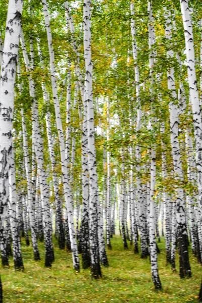 Foresta Betulle Gialle Paesaggio Naturale Fine Autunno — Foto Stock