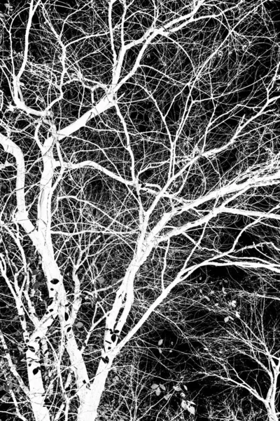 Gałęzie Drzewa Biała Sylwetka Czarnym Tle — Zdjęcie stockowe