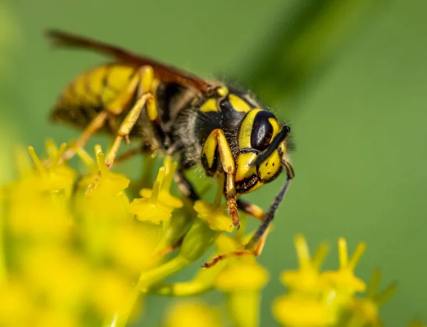 Darázs Közelről Egy Sárga Virágot Defocused — Stock Fotó