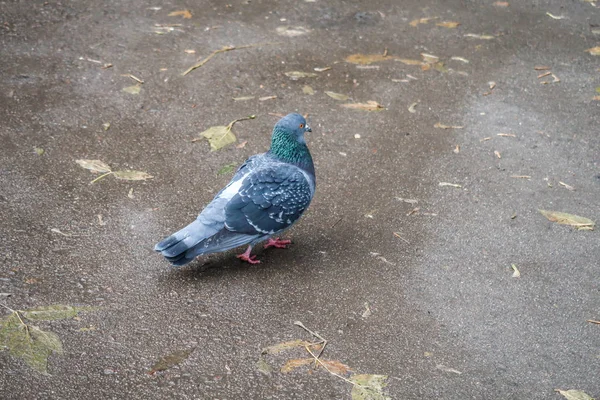 Pigeons Sur Chaussée Mouillée — Photo