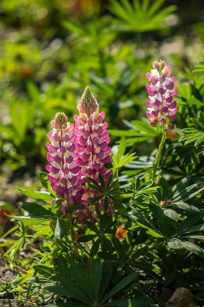 Lupinus Flores São Brilhantes Com Natureza Folhagem Verde — Fotografia de Stock