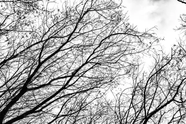 Silueta Ramas Árbol Sobre Fondo Blanco —  Fotos de Stock