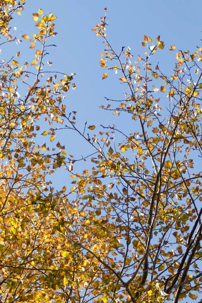 Sarı huş ağacı orman, geç sonbahar doğa manzara