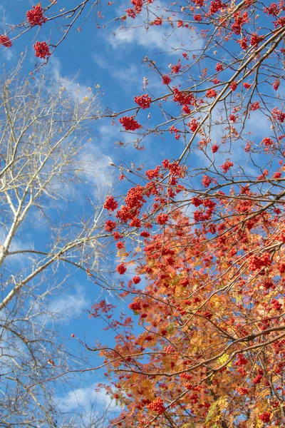 Jesienne Drzewo Ashberry Jasne Kolory Natury — Zdjęcie stockowe