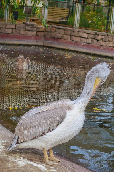 Pelicano Cinzento Junto Lagoa — Fotografia de Stock