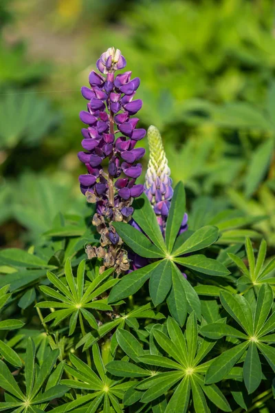 Lupinus Květy Jsou Zářivě Zelené Listí Prirode — Stock fotografie