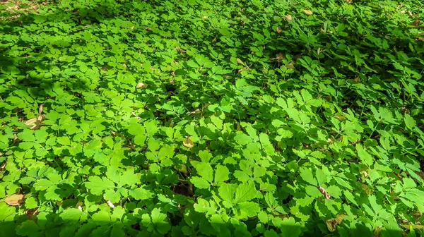 Groene Klaver Gras Het Bos — Stockfoto