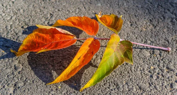 Hojas Otoño Caída Asfalto — Foto de Stock