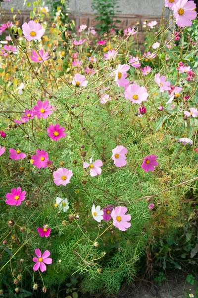 Cosmos Çiçekler Doğa Yakın Çekim Yatay — Stok fotoğraf