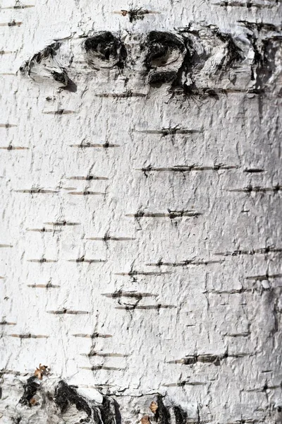 자작나무 텍스처 — 스톡 사진