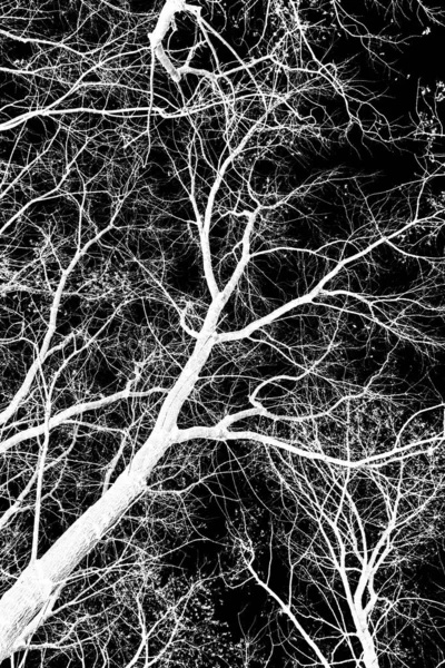 tree branches white silhouette on black background