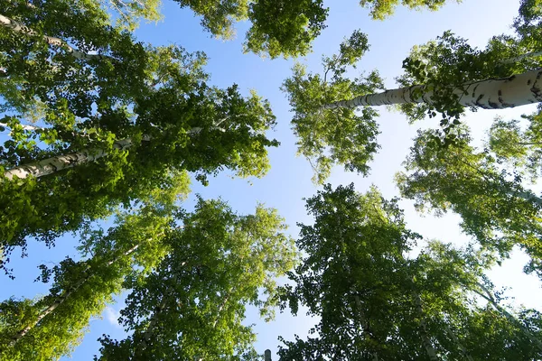 orman manzaralı aşağıdan gökyüzüne huş ağacı