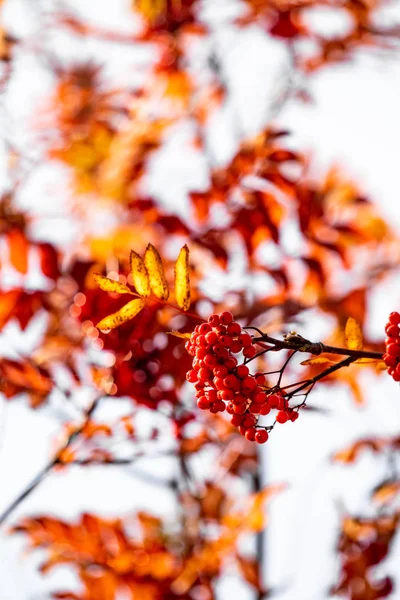 秋天树灰莓自然的明亮的颜色 — 图库照片