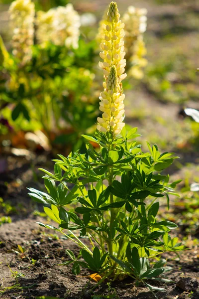Las Flores Lupinus Son Brillantes Con Naturaleza Follaje Verde —  Fotos de Stock