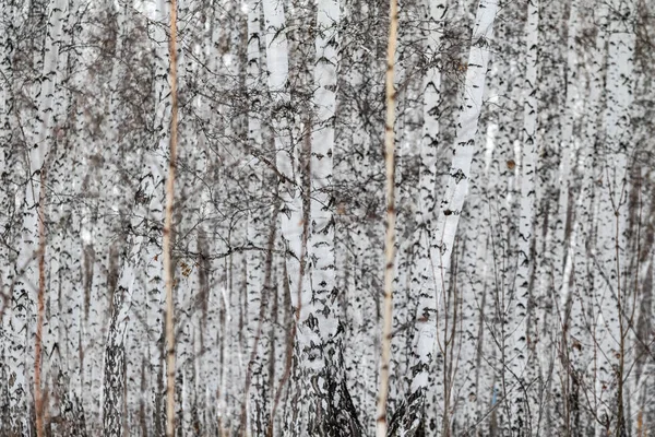 Inverno Betulla Foresta Natura Paesaggio — Foto Stock