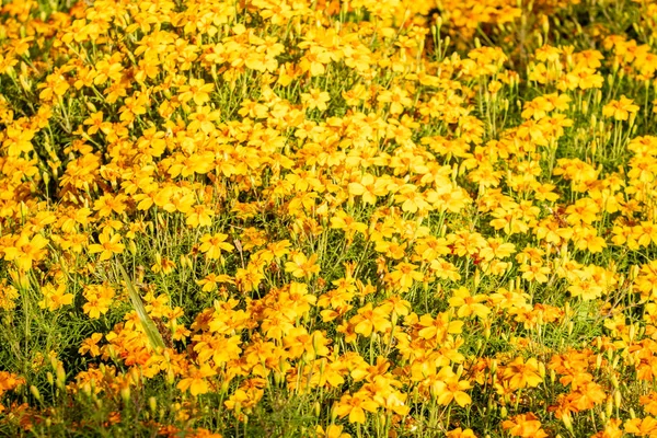 Bright Autumn Flowers Nature Landscape — Stock Photo, Image