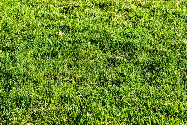 yeşil çim arka plan odak merkezi