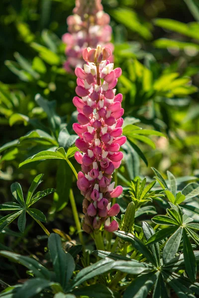 Lupinus Flores São Brilhantes Com Natureza Folhagem Verde — Fotografia de Stock