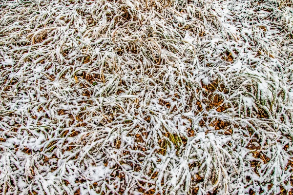 Autumn Leaves Grass Snow — Stock Photo, Image