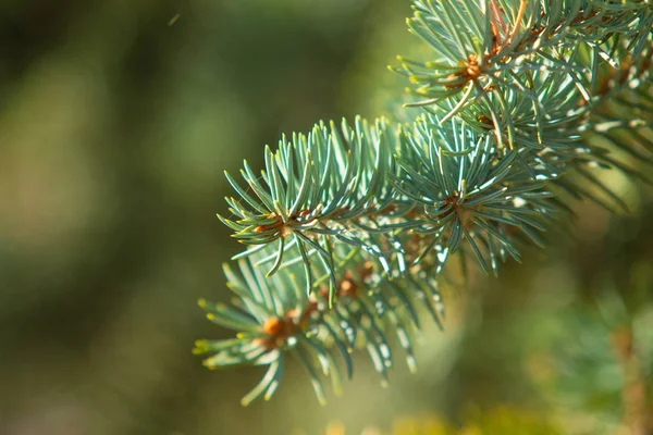 Tannenzapfen Und Äste Auf Blaufichte — Stockfoto