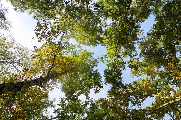 Birch Forest View Sky Autumn Nature — Stock Photo, Image