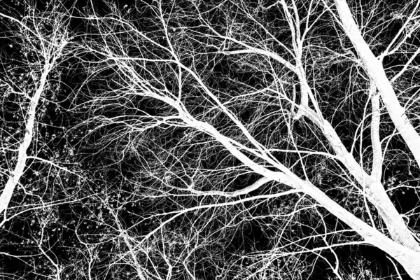 Branches Arbre Silhouette Blanche Sur Fond Noir — Photo