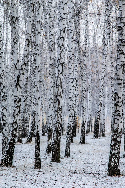 冬の最初の雪は 森林景観をバーチ — ストック写真