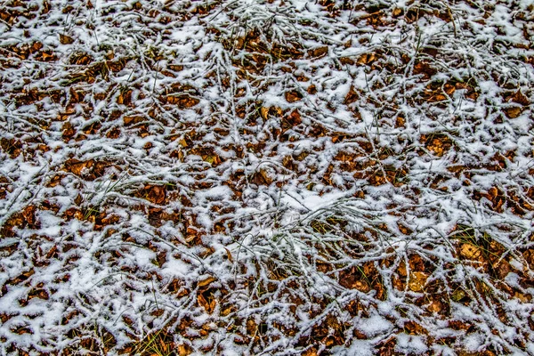 Feuilles Automne Herbe Dans Neige — Photo