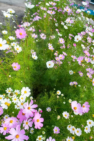 コスモスの花 自然のクローズ アップ風景 — ストック写真