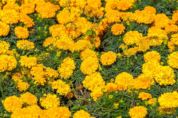 多くの花のマリーゴールド小 — ストック写真
