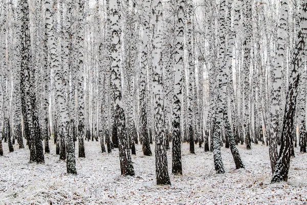 Zimní První Sníh Březová Lesní Krajina — Stock fotografie