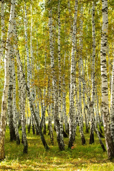 Żółty Brzoza Lasu Koniec Jesień Natura Krajobraz — Zdjęcie stockowe