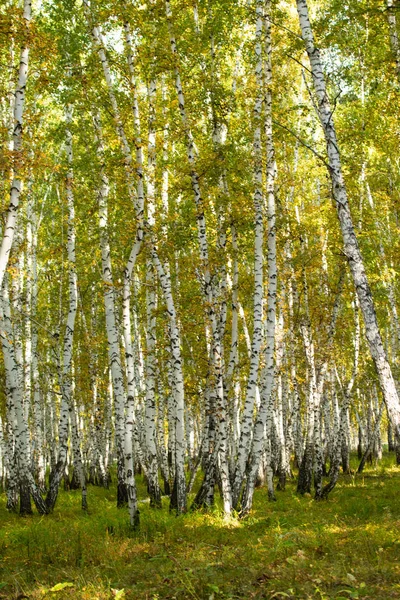 Sarı Huş Ağacı Orman Geç Sonbahar Doğa Manzara — Stok fotoğraf