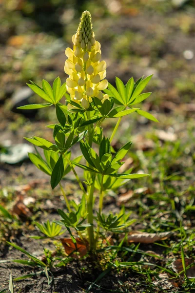 ルピナスの花が緑の葉自然と明るい — ストック写真