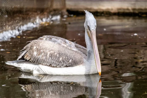 Oiseau Pélican Près Eau Nature — Photo