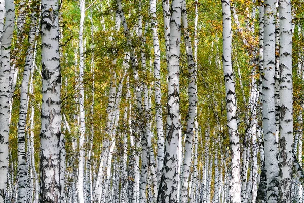 Sarı huş ağacı orman, geç sonbahar doğa manzara